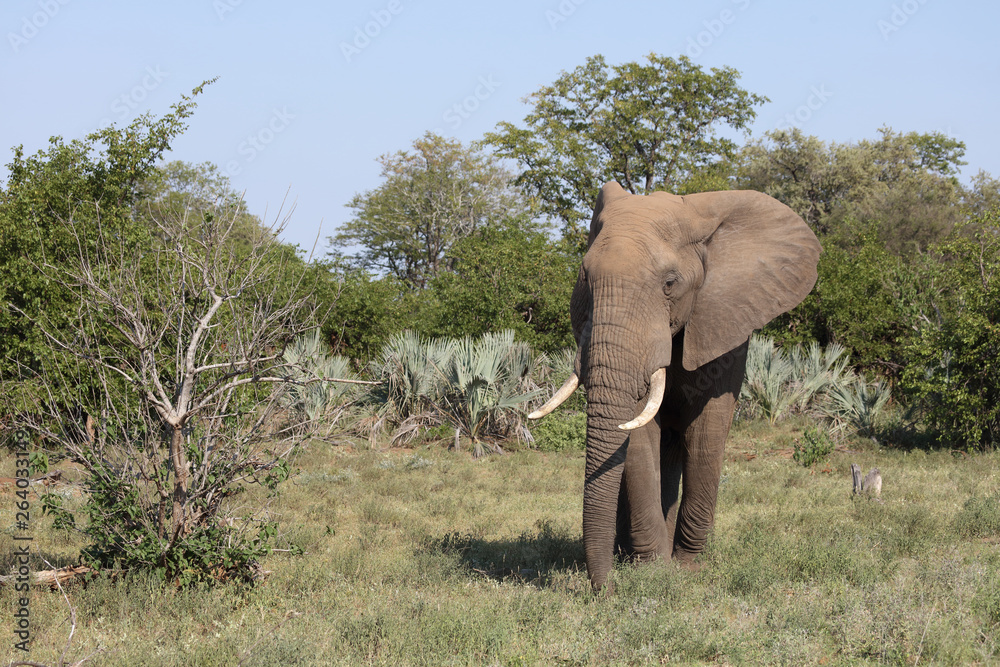 Fototapeta premium Afrikanischer Elefant / African elephant / Loxodonta africana