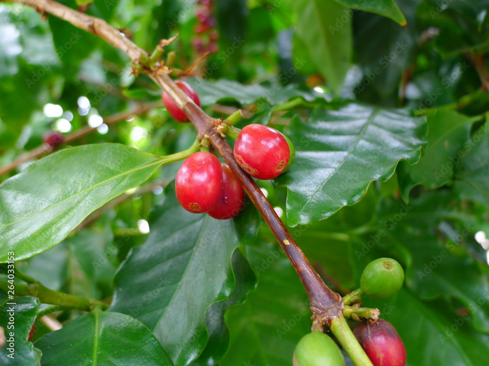 Coffee beans on a coffee tree Coffee beans on a coffee tree