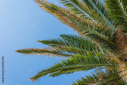 green Palm trees against blue sky, Murter, Croatia, Dalmatia perfect for a background