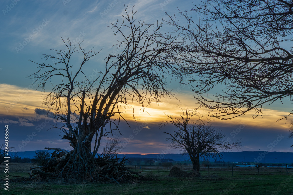 Bäume in Auenlandschaft Sonnenuntergang Wetterau Hessen Bäume in Auenlandschaft Sonnenuntergang Wetterau Hessen