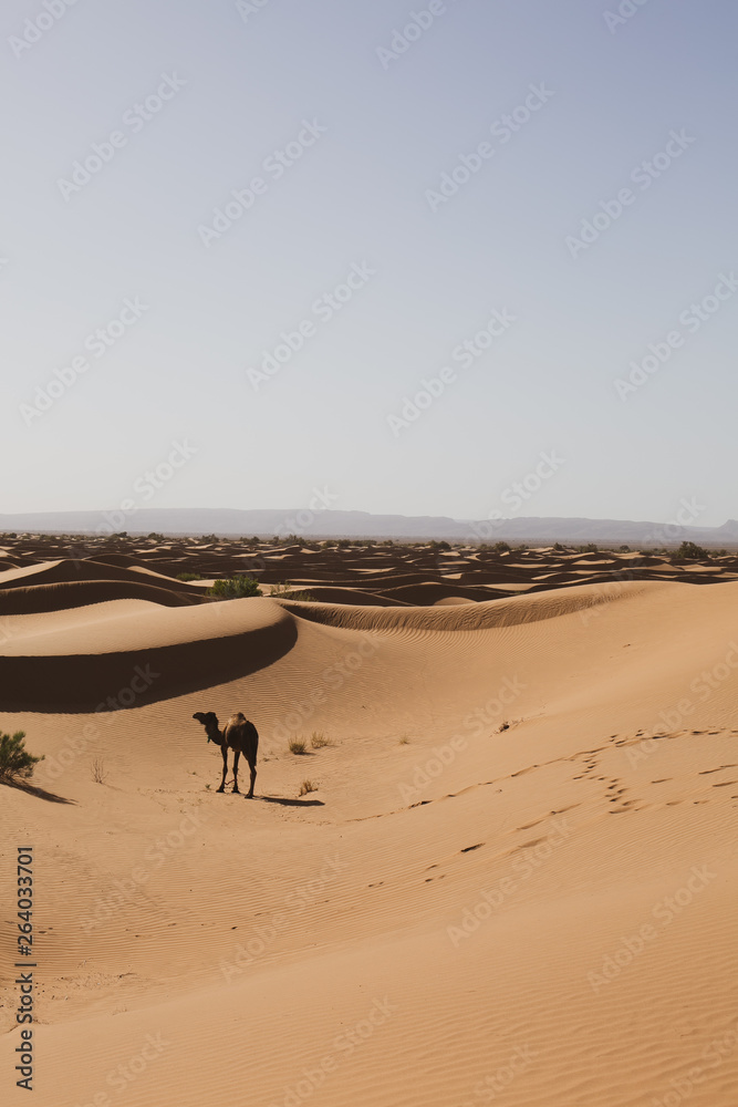 Obraz premium Camel searching for an oasis