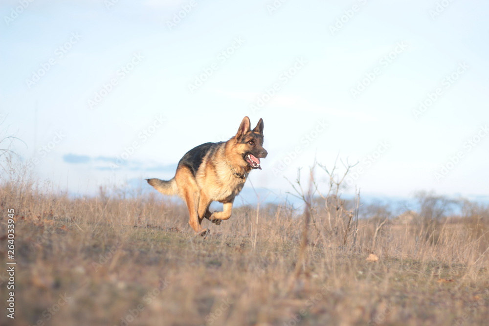 Portrait of a german shepherd running in the field. Copyspace Portrait of a german shepherd running in the field. Copyspace