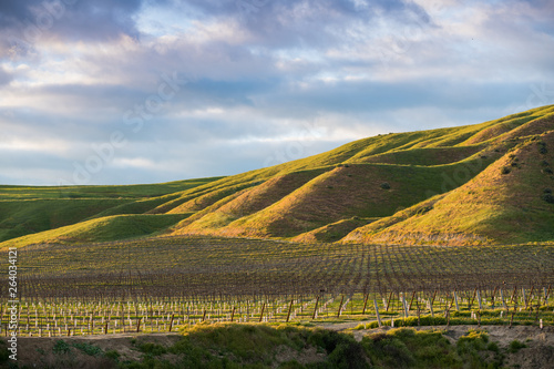 The setting sun illuminates a vineyard and green grassy hills in golden hues - spring in Paso Robles wine country