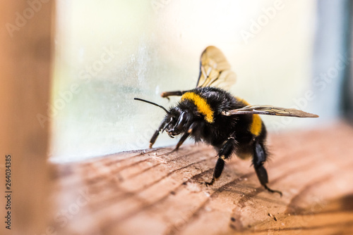 Billede på lærred bumblebee on the window