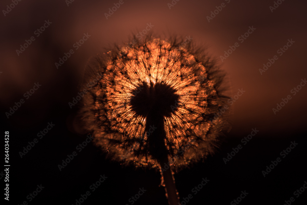 Dandelion seed head with setting sun surrounding it