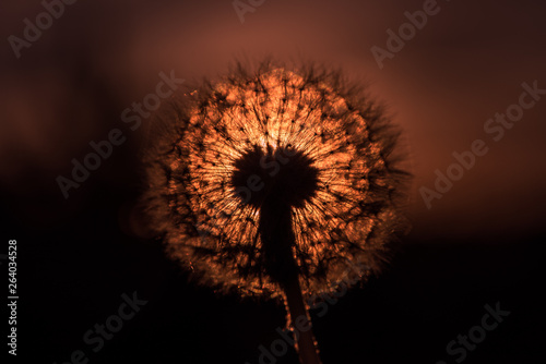 Dandelion seed head with setting sun surrounding it