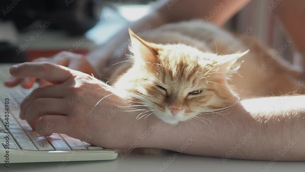 Man is typing at the computer keyboard. Cute ginger cat dozing on man's hand. Furry pet cuddling up to it's owner and getting in the way of his work. Freelance job.