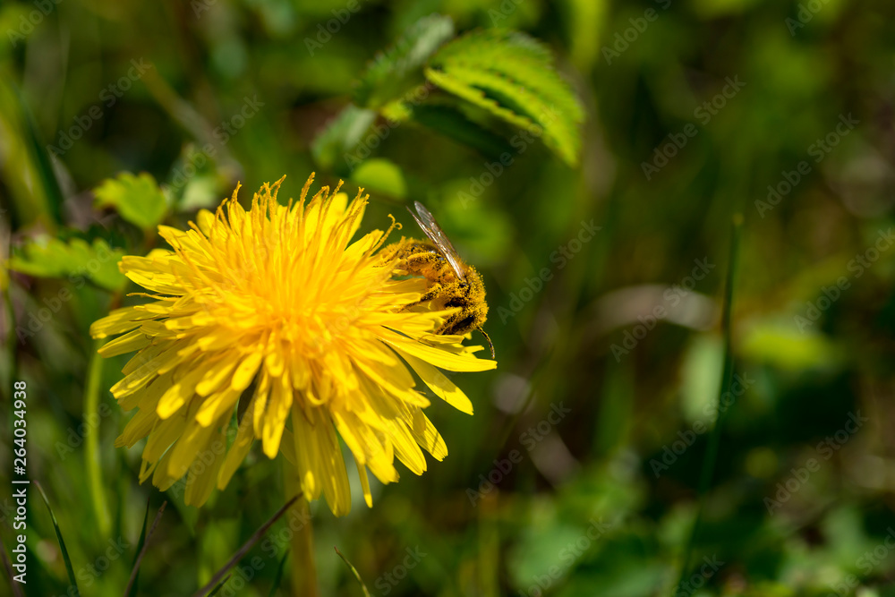 Bee an dandelion - pollination Bee an dandelion - pollination