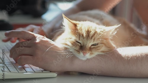 Man is typing at the computer keyboard. Cute ginger cat dozing on man's hand. Furry pet cuddling up to it's owner and getting in the way of his work. Freelance job.