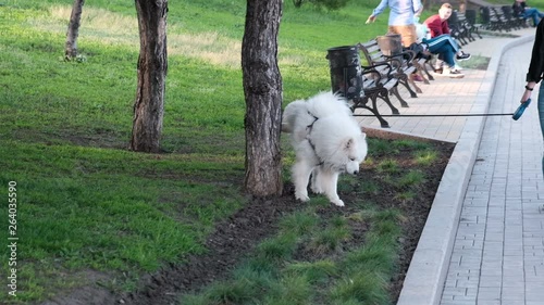 Walking the dog in the wrong place. Dog pissing on a tree in a park