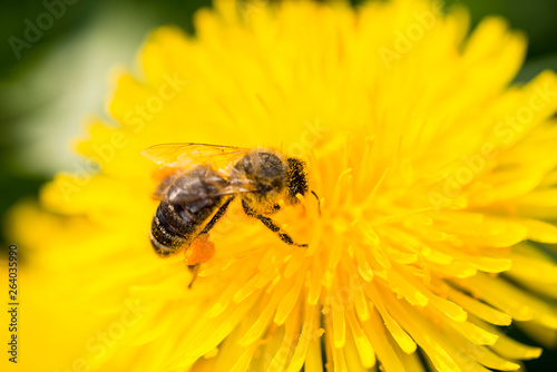 Bee an dandelion - pollination © picarts.de