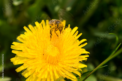 Bee an dandelion - pollination