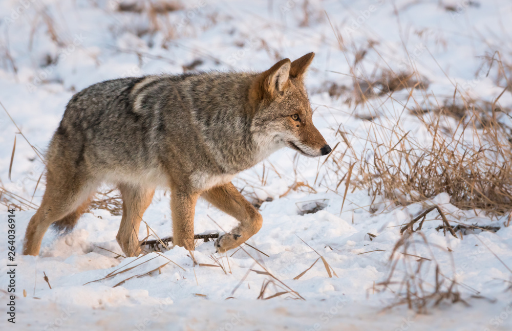 Coyote in the wild Coyote in the wild