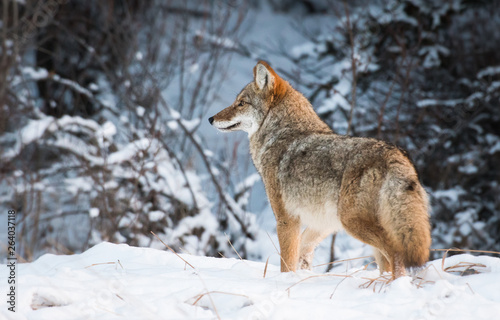 Coyote in the wild