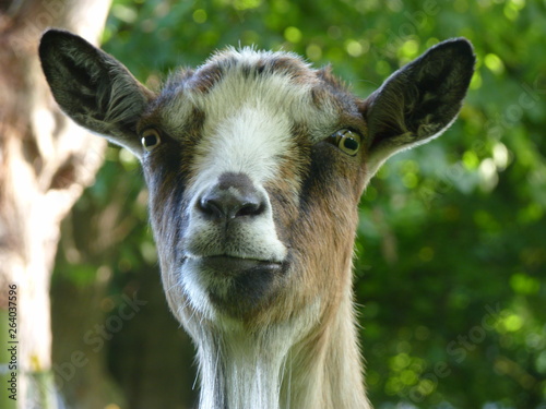 Hey my name is goat