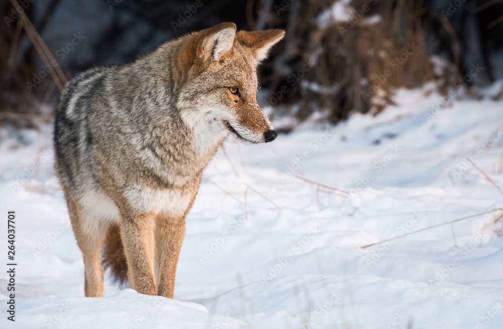 Coyote in the wild Coyote in the wild
