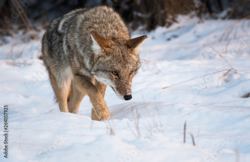 Coyote in the wild