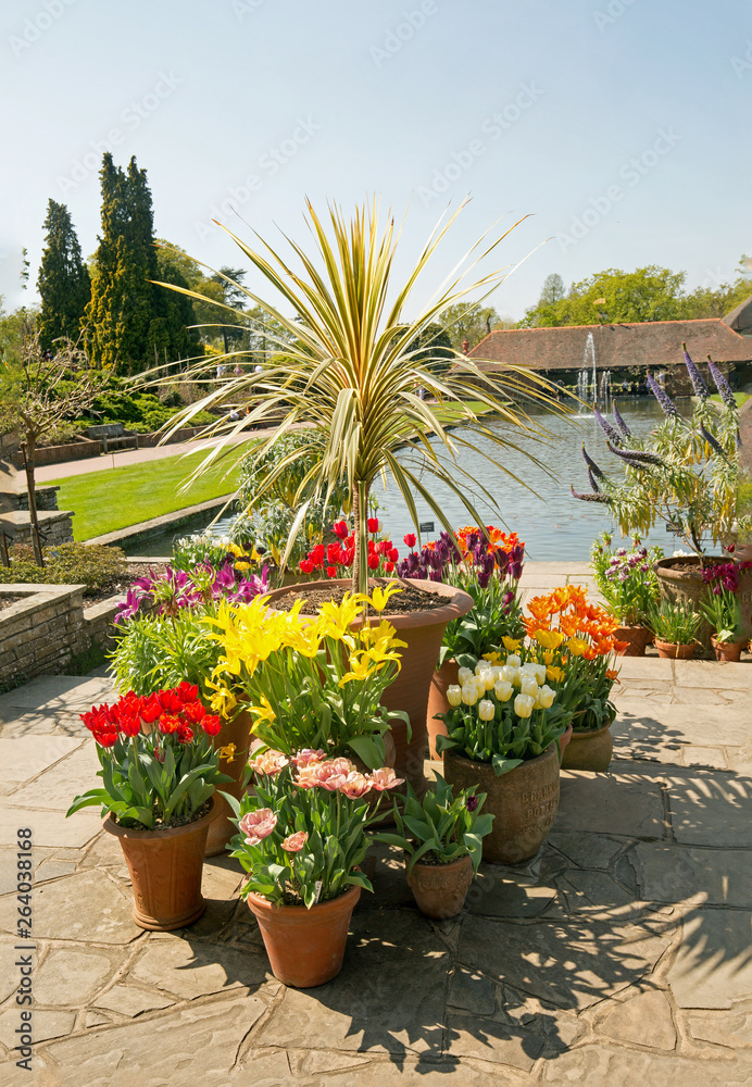 Various Colourdul tulip display with a large palm like tree,  against a small lake background in an English Country Garden in Surrey England