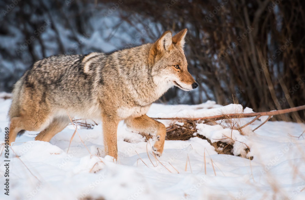Fototapeta premium Coyote in the wild