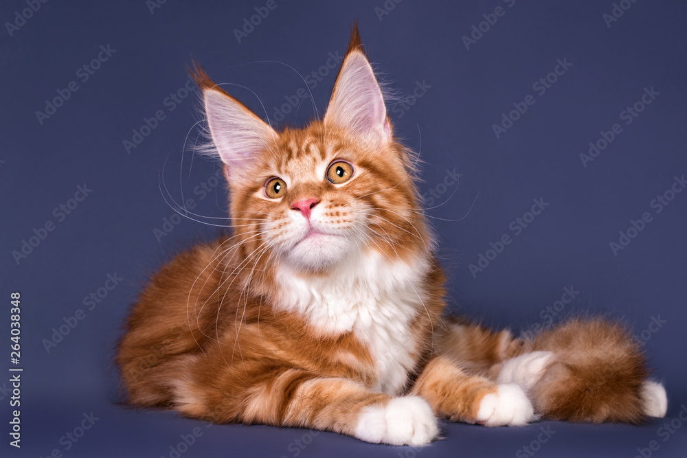 Cute maine coon kitten on grey background in studio, isolated.