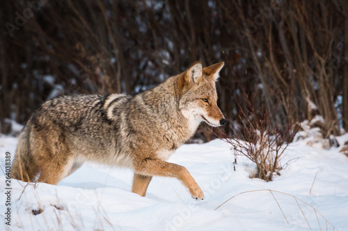 Coyote in the wild