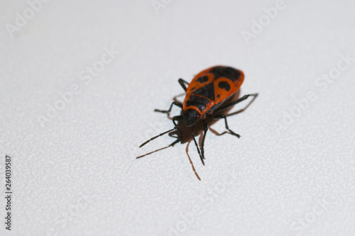 Pyrochroidae fire beetle close up macro