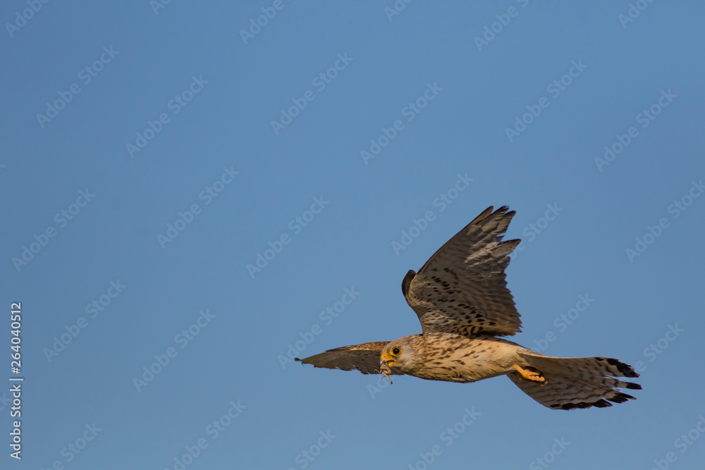 Bird of prey. Flying falcon with its hunt. Nature background. Bird ...