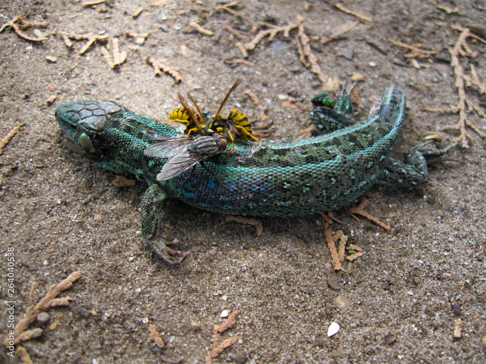 The sand lizard (Lacerta agilis) is a lacertid lizard. Dead reptile are