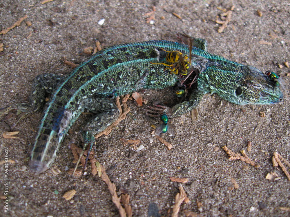 The sand lizard (Lacerta agilis) is a lacertid lizard. Dead reptile are