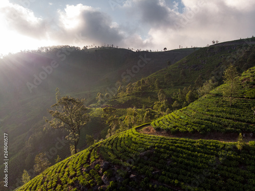 Gorgeous tea plantations in Sri Lanka