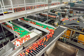 Clean and fresh gala apples on a conveyor belt in a fruit packaging warehouse