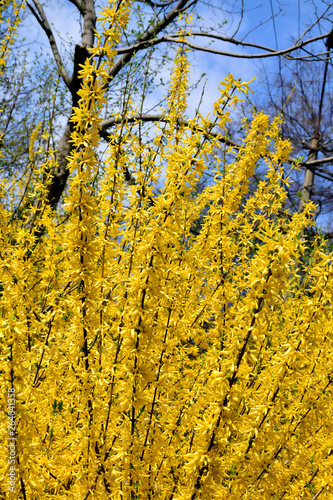 Forsythia flowers in front of with green grass and blue sky.