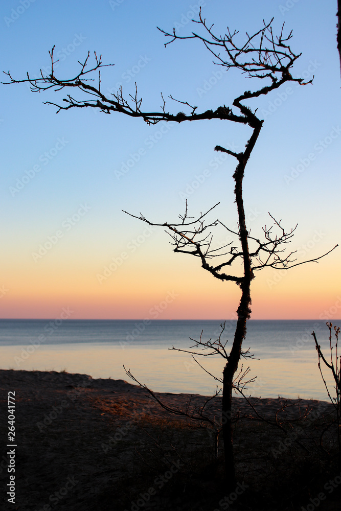 Tree for sunset