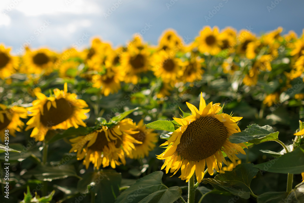 Sunflower Field in Italy Sunflower Field in Italy