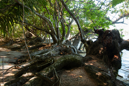 Mangrove forest at low tide. Curieuse Island, Seychelles