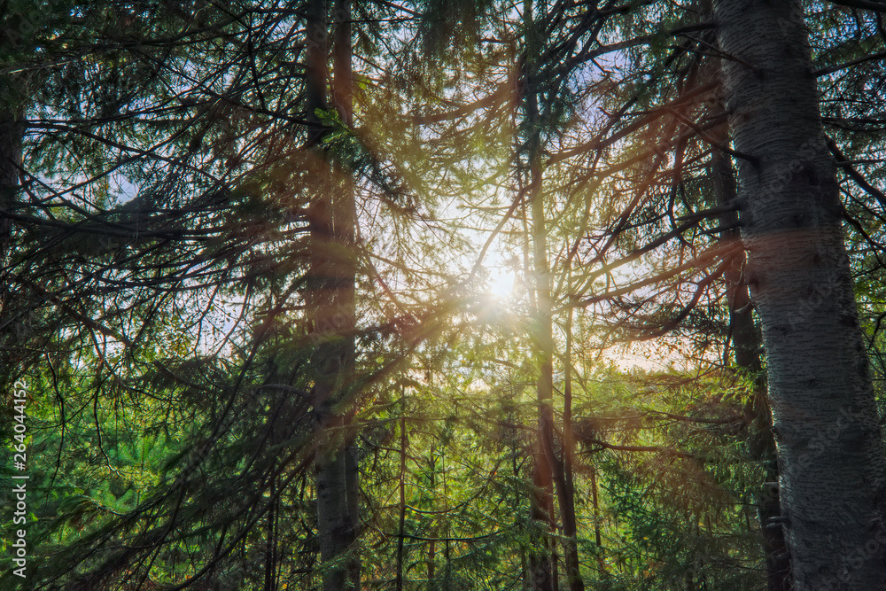 Obraz premium Landscape early autumn fir forest in the mountains