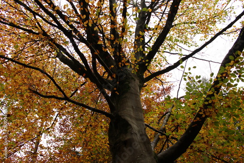 shot of tree on a frisk autumn morning photo