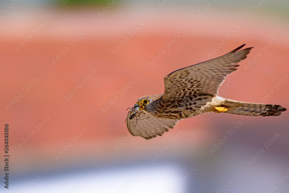 Bird of prey. Flying falcon with its hunt. Nature background. Bird ...
