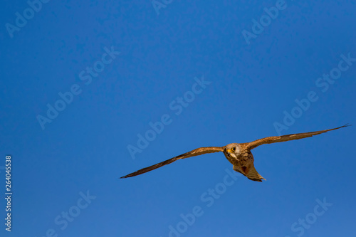 Flying falcon with its hunt. Nature background. Bird  Lesser Kestrel. Falco naumanni. 