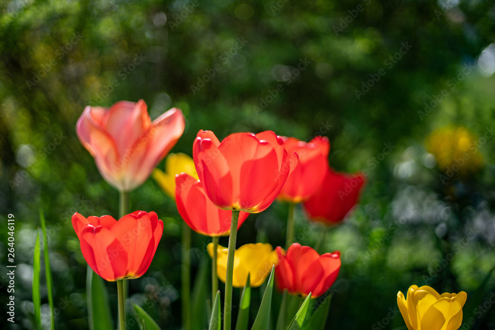 Fototapeta premium Group of colorful tulip. Purple flower tulip lit by sunlight. Soft selective focus, tulip close up, toning. Bright colorful tulip photo background