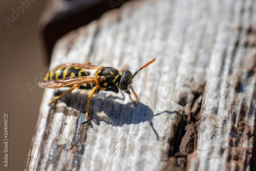 European paper wasp cleaing its wings © Moritz
