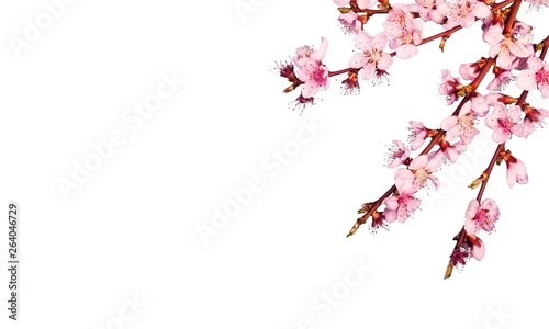 Blossom. © BillionPhotos.com