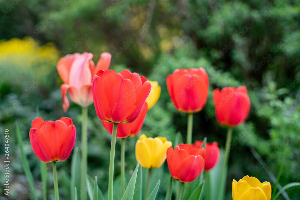 Group of colorful tulip. Purple flower tulip lit by sunlight. Soft selective focus, tulip close up, toning. Bright colorful tulip photo background Group of colorful tulip. Purple flower tulip lit by sunlight. Soft selective focus, tulip close up, toning. Bright colorful tulip photo background