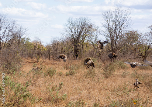 Cheetah Chasing Vultures