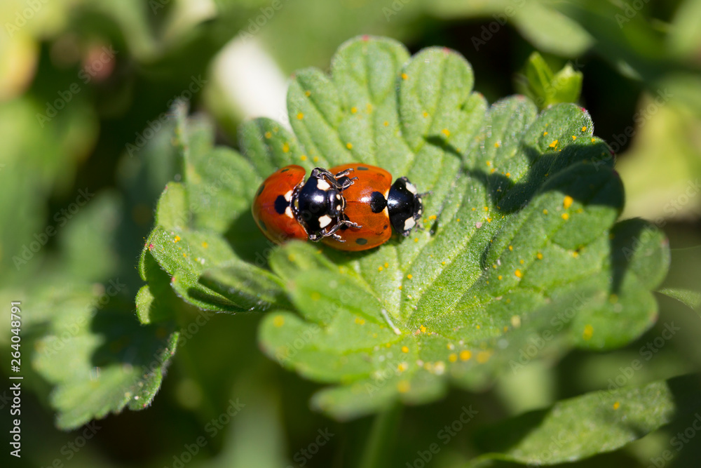 Red Ladybirds in Love in the green Nature Red Ladybirds in Love in the green Nature