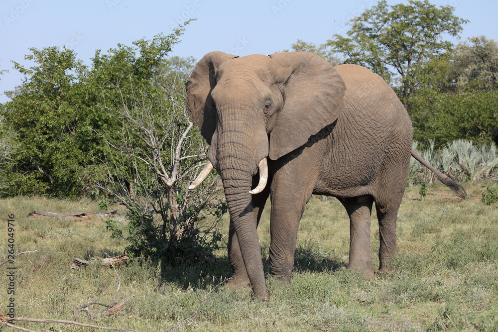 Afrikanischer Elefant / African elephant / Loxodonta africana Afrikanischer Elefant / African elephant / Loxodonta africana