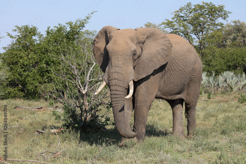 Afrikanischer Elefant / African elephant / Loxodonta africana Afrikanischer Elefant / African elephant / Loxodonta africana