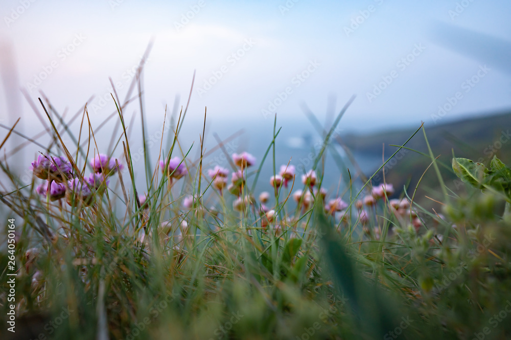 Obraz premium wild flowers on the ocean coast against the blue sky