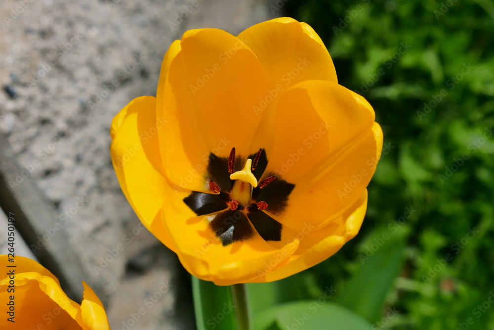 Fototapeta premium Yellow tulips and dandelions