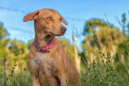 dog in field